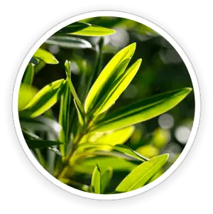 SonoFit Tea Tree Oil